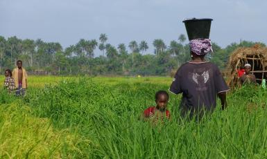 Guinee